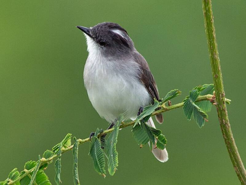 River Tyrannulet, Photos 2