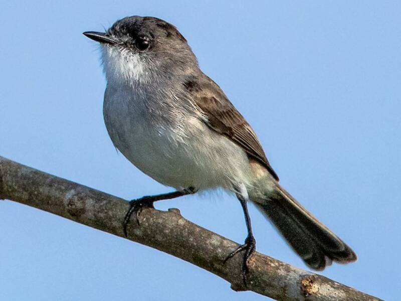 River Tyrannulet