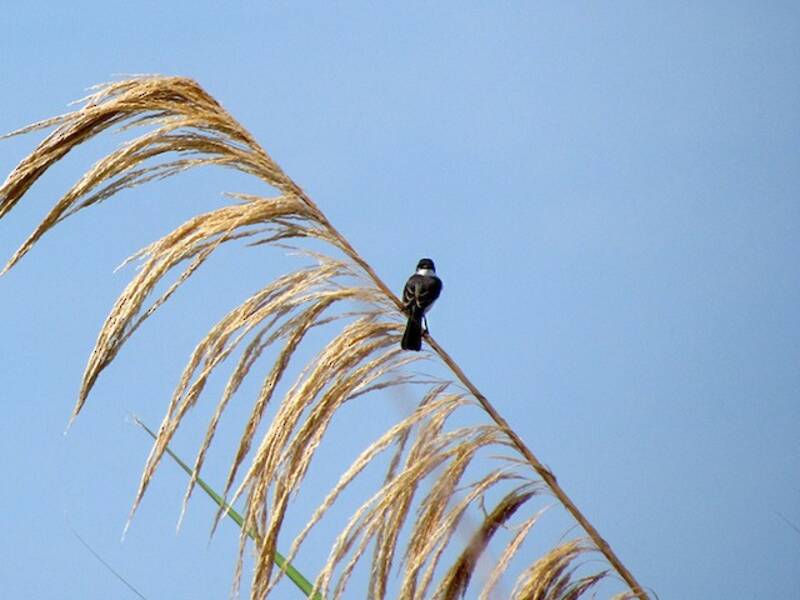 River Tyrannulet, Photos 4