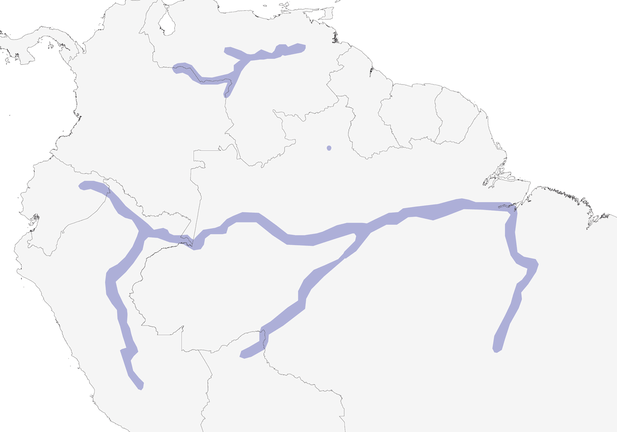 River Tyrannulet, Distribution 1