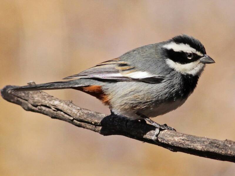 Fringuello cicaliere inanellato