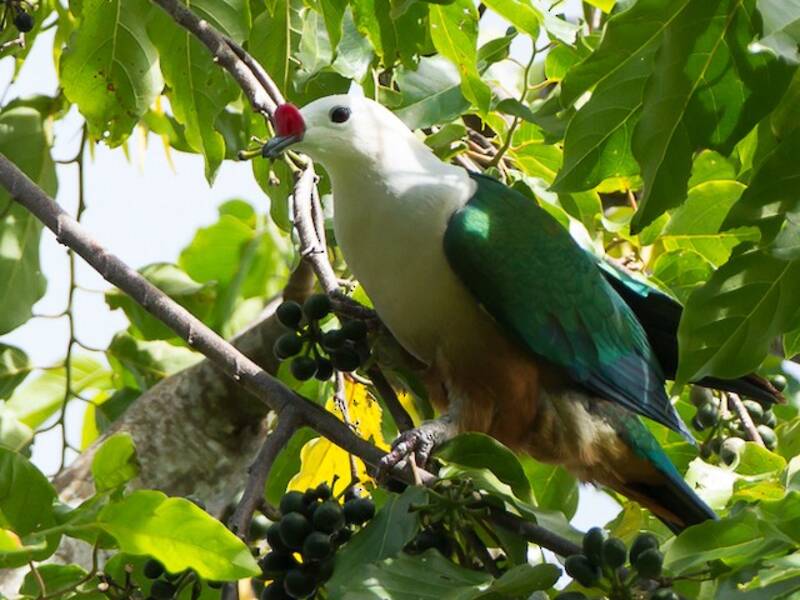 Red-knobbed Imperial-Pigeon, Photos 4