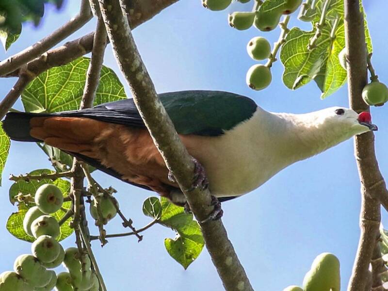 Red-knobbed Imperial-Pigeon, Photos 2