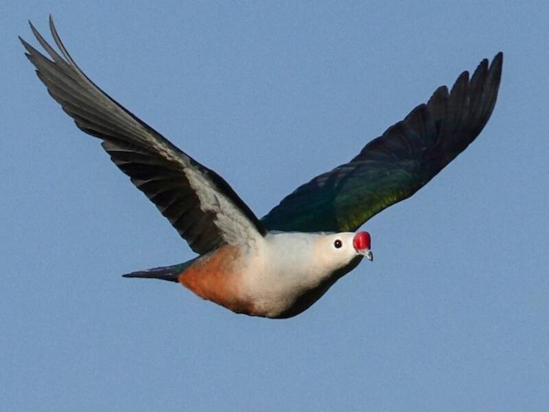 Red-knobbed Imperial-Pigeon