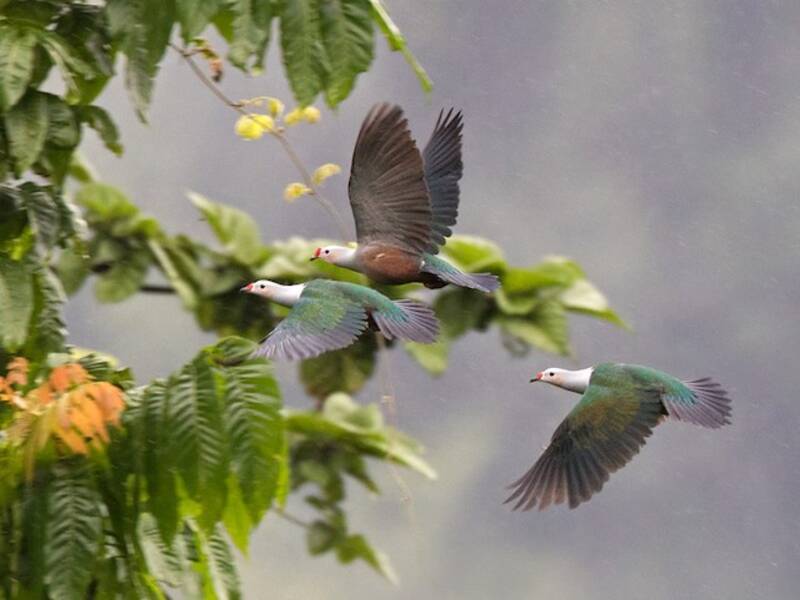 Red-knobbed Imperial-Pigeon, Photos 3