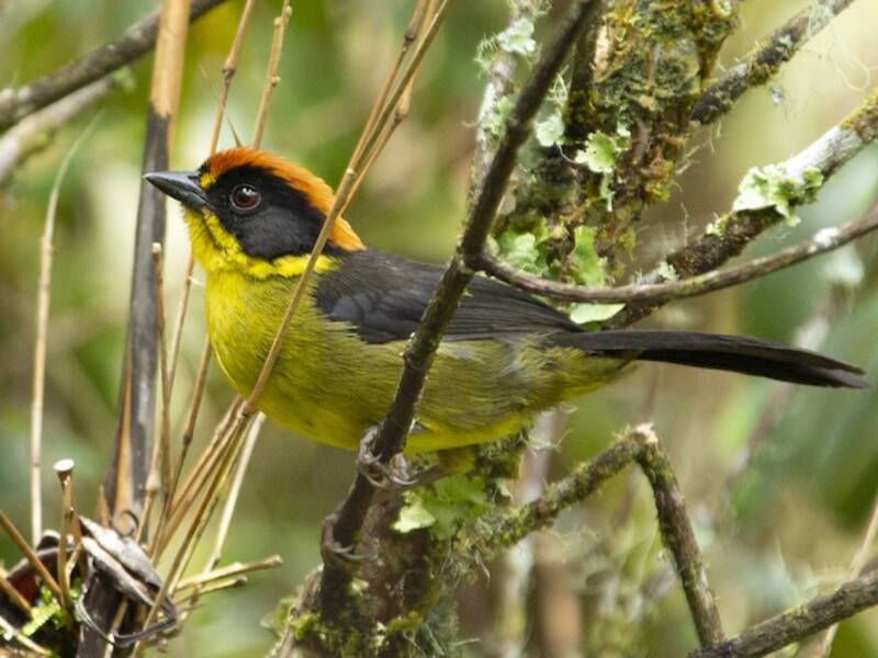 Bolivian Brushfinch, Photos 3