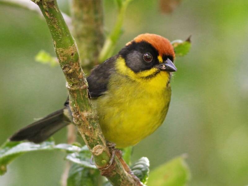 Bolivian Brushfinch, Photos 2