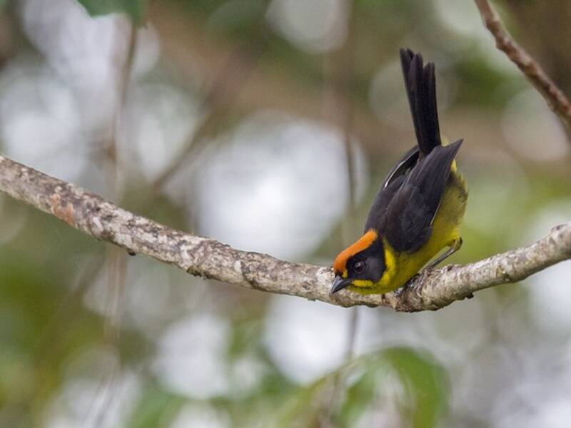 Bolivian Brushfinch, Photos 4