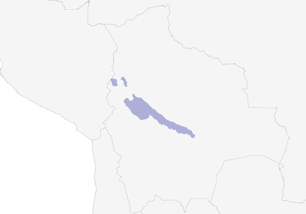 Bolivian Brushfinch, Distribution 1