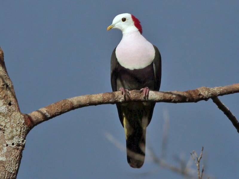 Red-naped Fruit-Dove