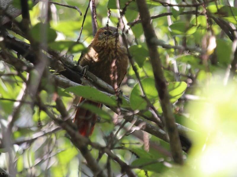 Spigolatore collorossiccio, Foto 4