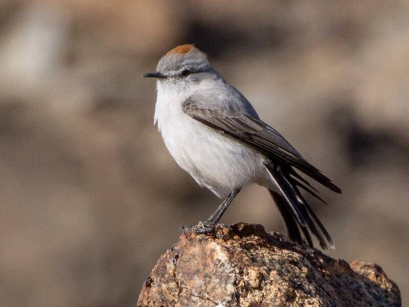 Rufous-naped Ground-Tyrant, Photos 3