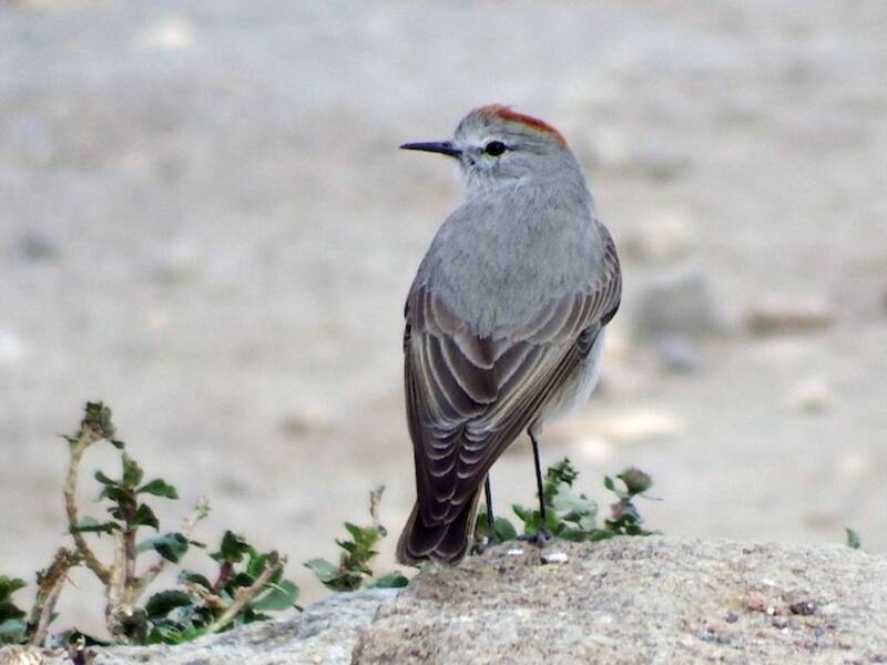 Rufous-naped Ground-Tyrant, Photos 4
