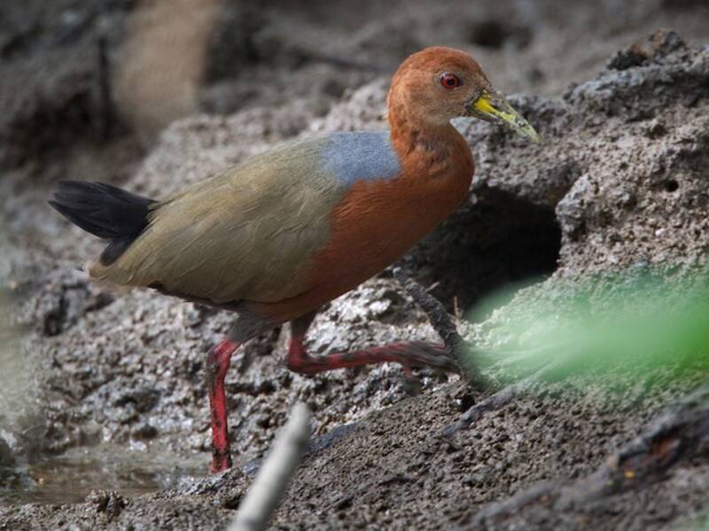 Rufous-necked Wood-Rail, Photos 4