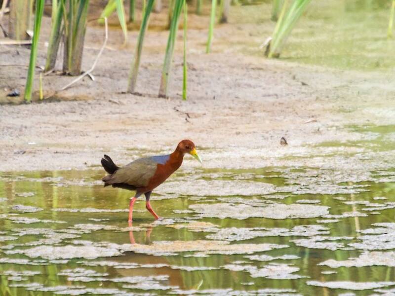 Rufous-necked Wood-Rail, Photos 3