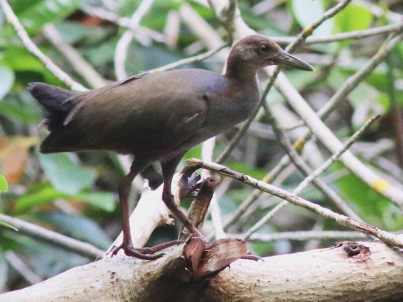 Rufous-necked Wood-Rail, Photos 2