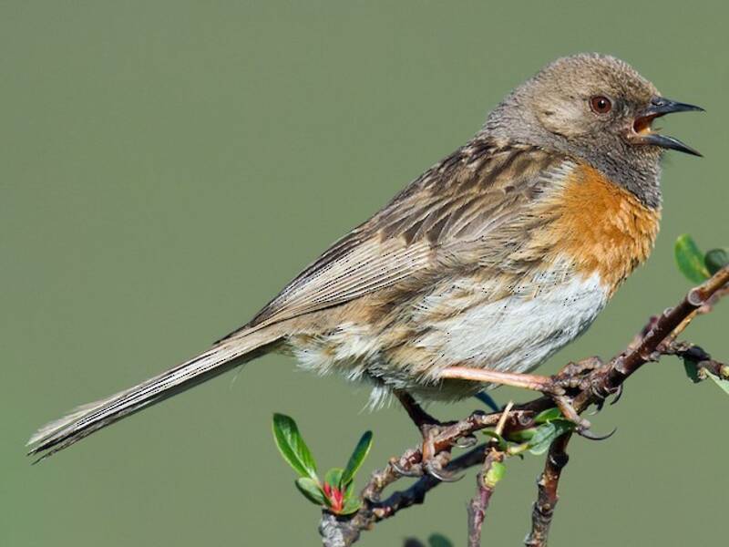 Passero alpino dal petto rosso, Foto 2
