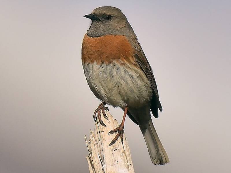 Robin Accentor