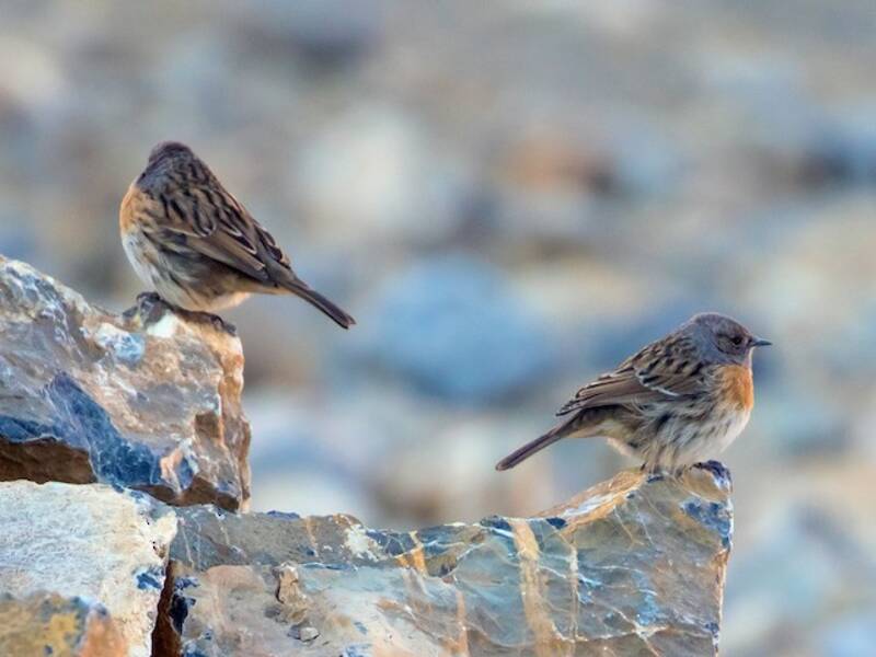 Passero alpino dal petto rosso, Foto 4