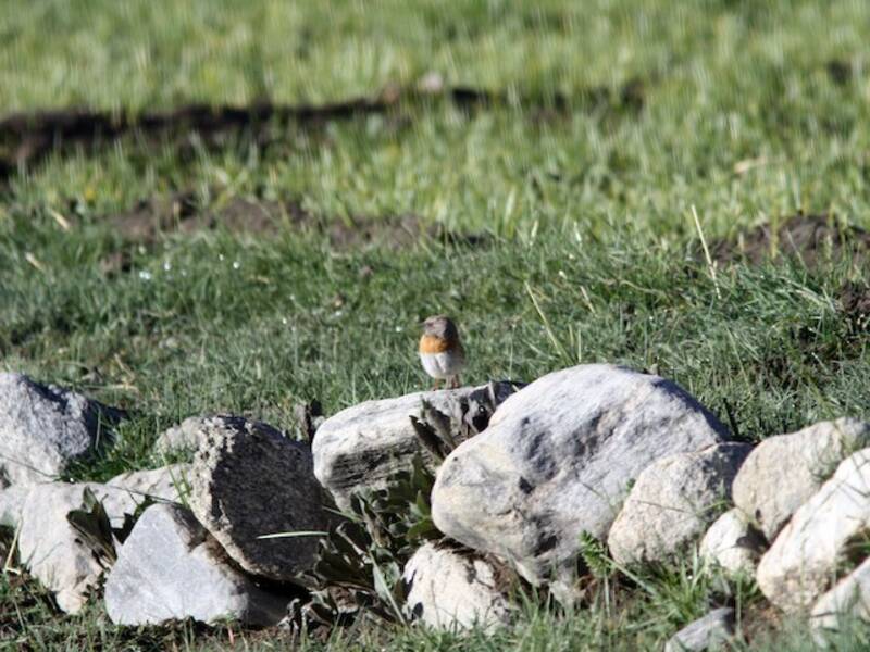 Passero alpino dal petto rosso, Foto 3