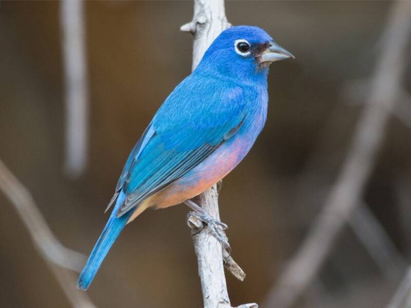 Rose-bellied Bunting, 照片 4