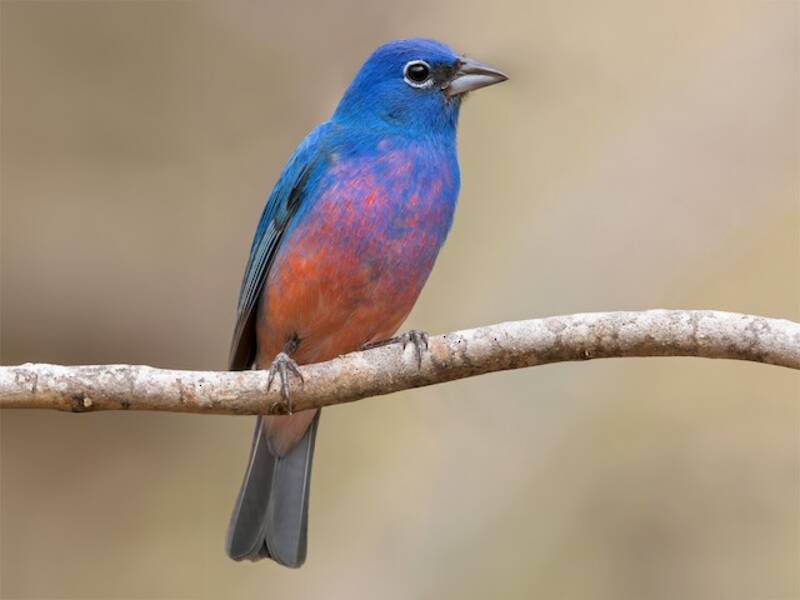 Rose-bellied Bunting