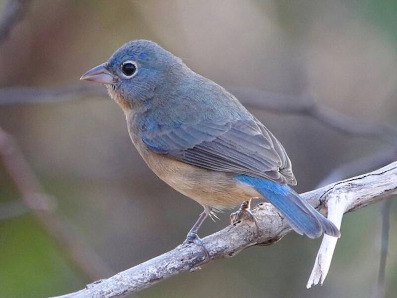 Rose-bellied Bunting, 照片 2