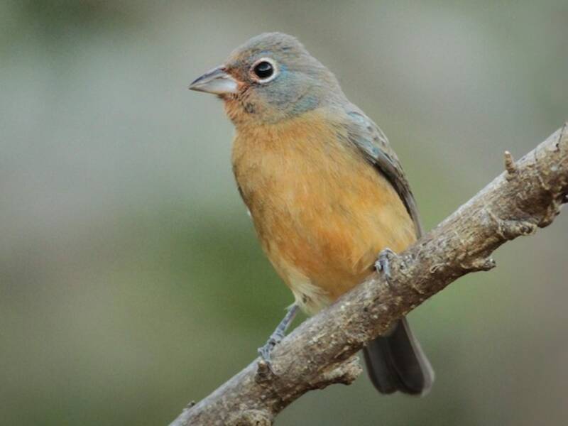 Rose-bellied Bunting, 照片 3