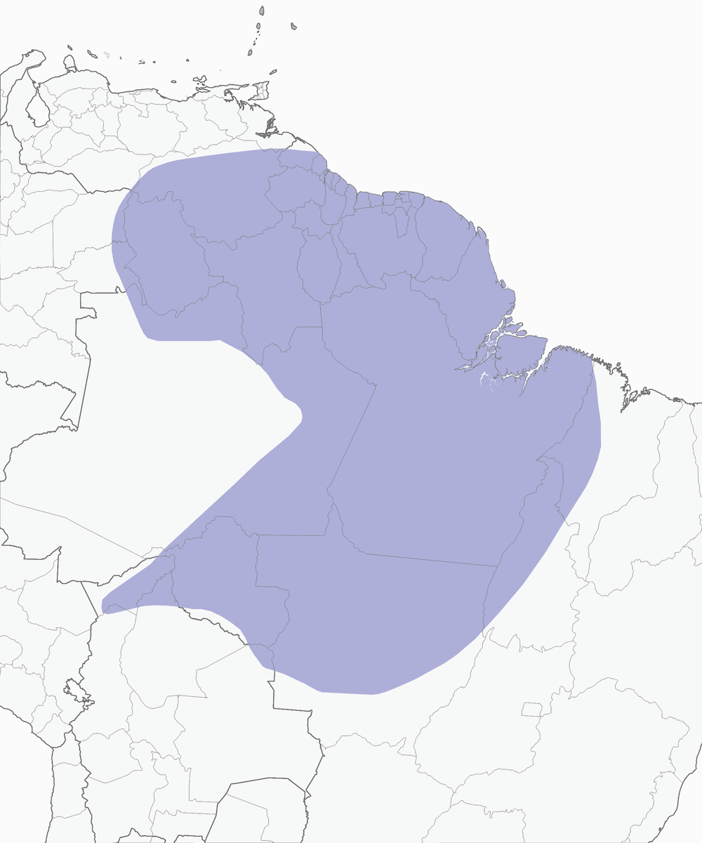 Ictérie à poitrine rose, Distribution 1