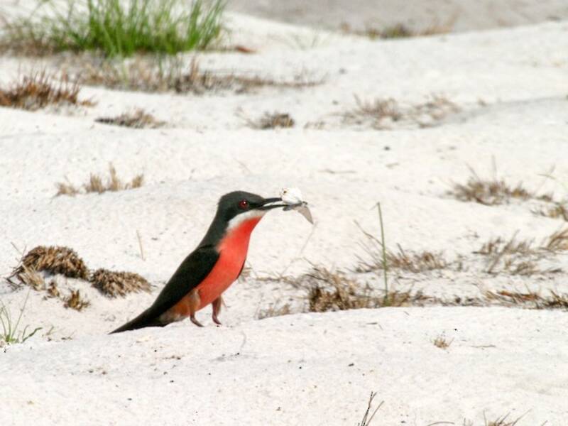 Rosy Bee-eater