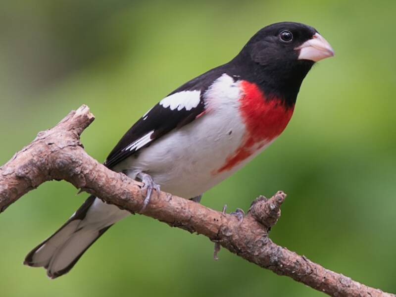 Rose-breasted Grosbeak (Pheucticus ludovicianus)