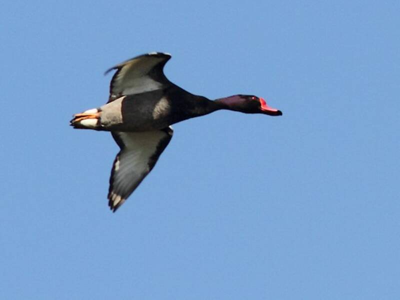 Netta dal becco rosato, Foto 3