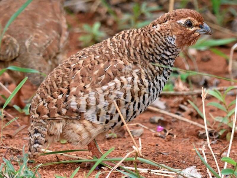 Codorniz Arbustiva Rocosa, Fotos 2
