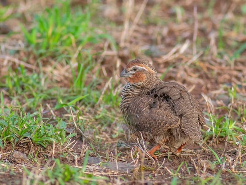 Rock Bush-Quail