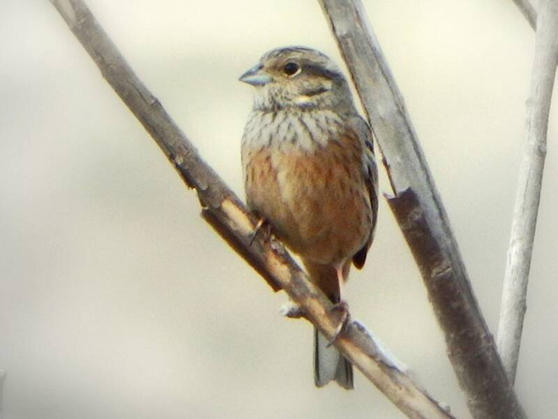 Rock Bunting