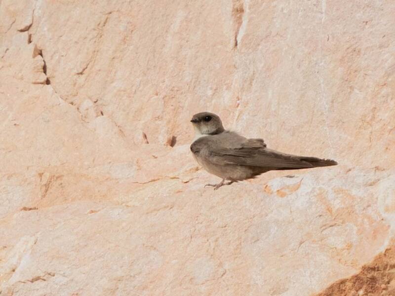 Pale Crag-Martin (Ptyonoprogne obsoleta)