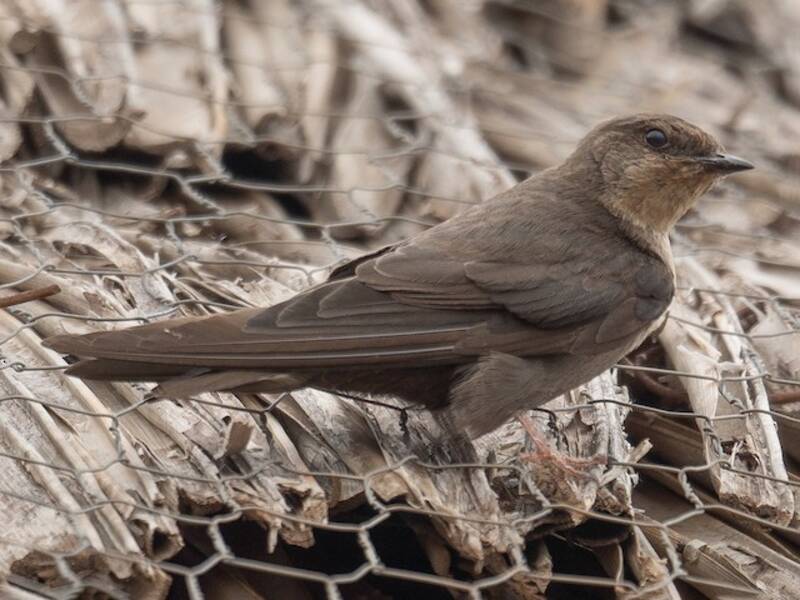 Red-throated Crag-Martin, 照片 3