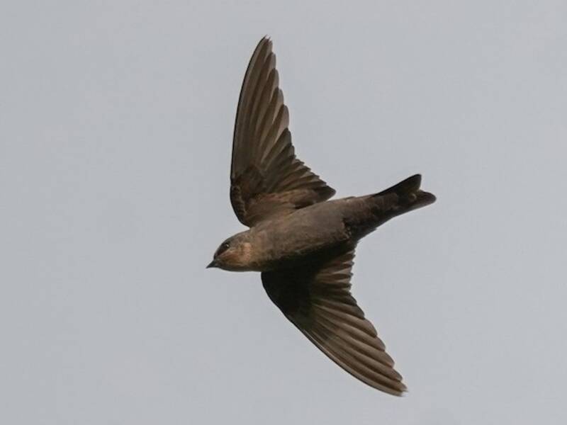 Red-throated Crag-Martin, 照片 2