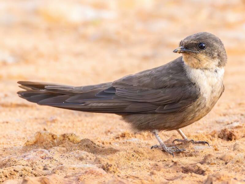 Red-throated Crag-Martin, 照片 4