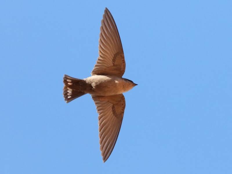Southern Crag-Martin, 照片 4