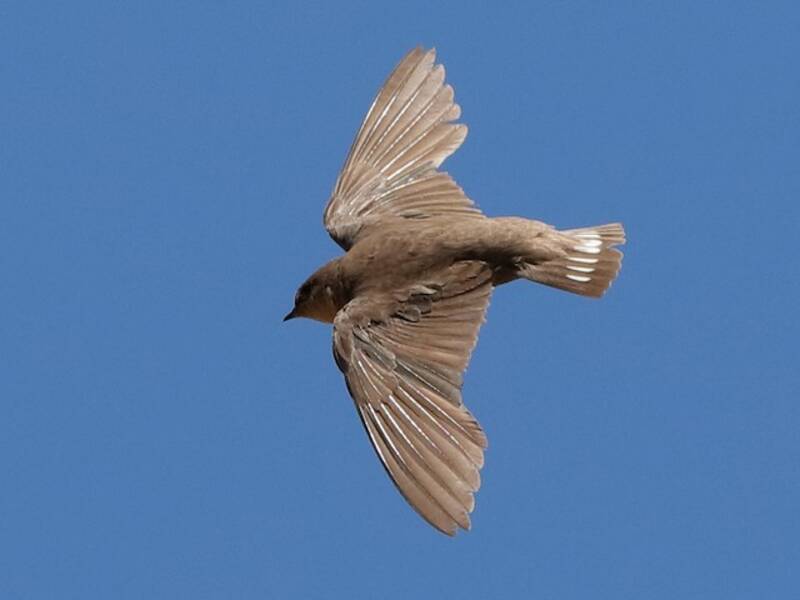 Southern Crag-Martin, 照片 3