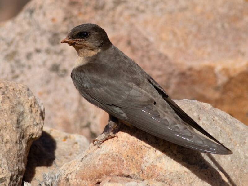 Southern Crag-Martin, 照片 2