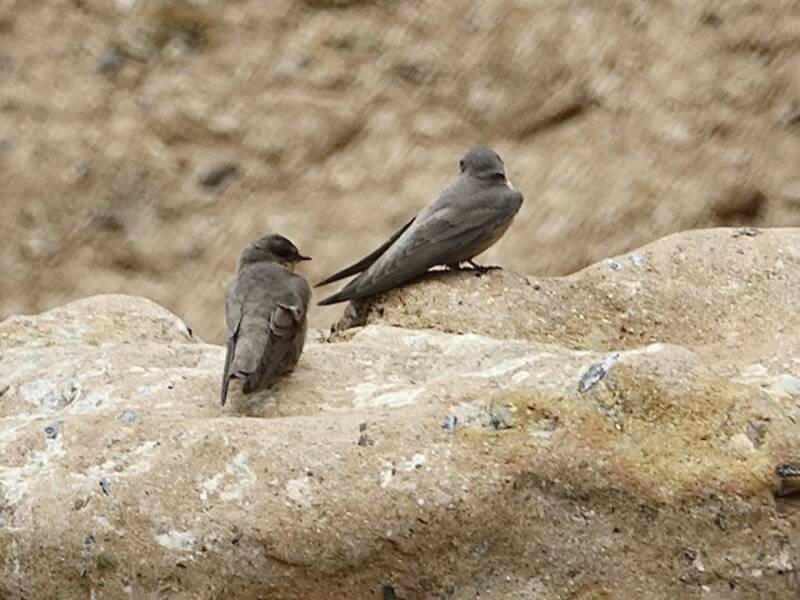 Southern Crag-Martin