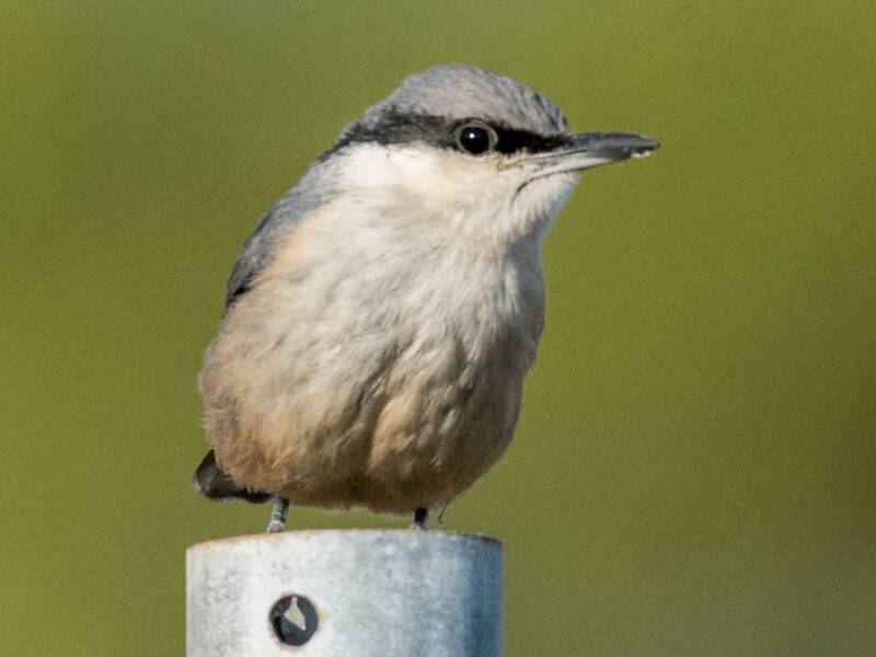 Western Rock Nuthatch
