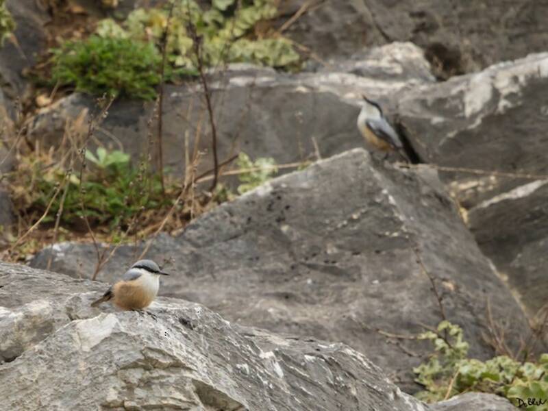 Sittelle de Neumayer, Photos 4