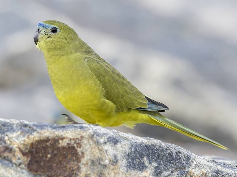 Rock Parrot (Neophema petrophila)