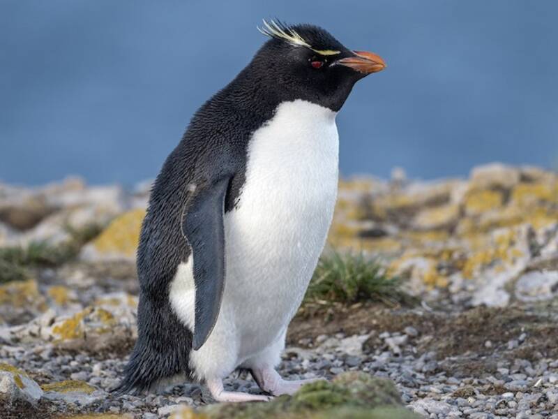 Pingüino Saltarrocas Austral, Fotos 4