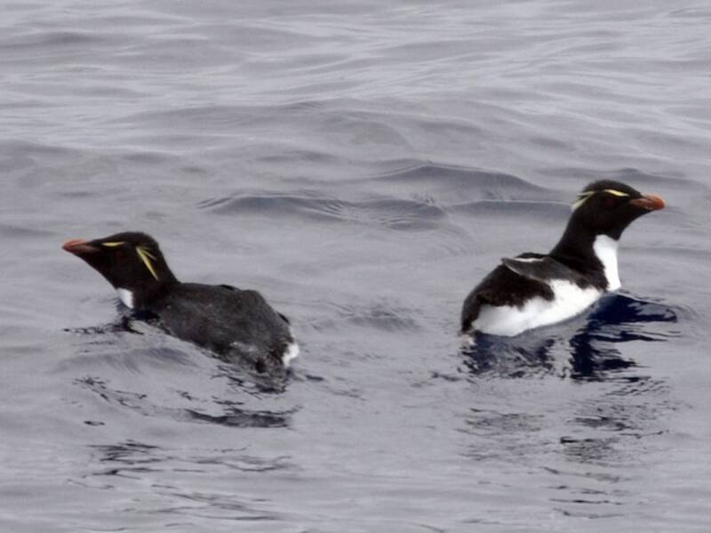 Südlicher Felsenpinguin