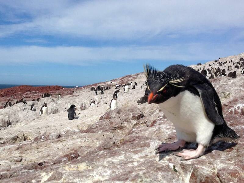 Pingüino Saltarrocas Austral, Fotos 2