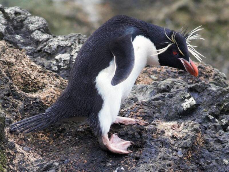 Pingüino Saltarrocas Austral, Fotos 3